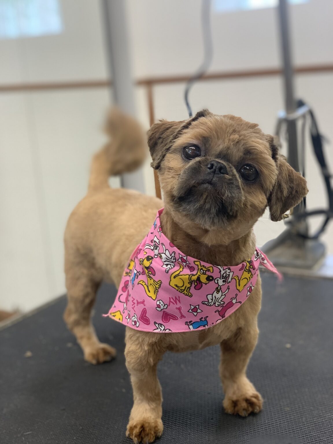 Brizes Kennel Grooming